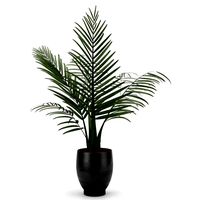 kentai plant