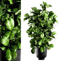 ficus lyrata trees in a pot for the interior 856