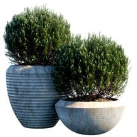 plant in pots 3