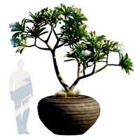 plant in pots 26