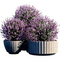 plant in pots 29