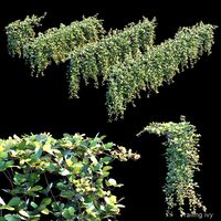 trailing ivy 2