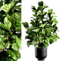 ficus lyrata in a pot for the interior 853