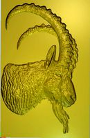 mountain goat argali