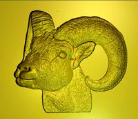 sheep argali