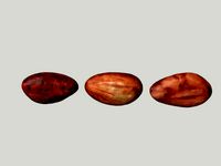 cacao bean