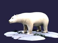 white bear polar bear animal ar vr animal model