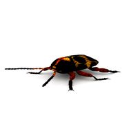 ten-spotted pot beetle