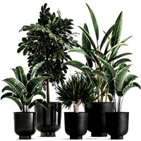 houseplants in a pot for the interior 843
