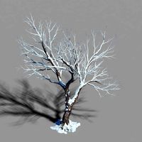 garden-garden-tree 60
