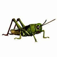 grasshopper chorthippus parallelus