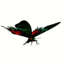 madagascan sunset moth