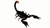 emperor scorpion