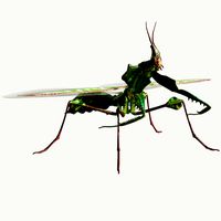 giant devils flower mantis
