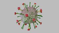 nipah virus