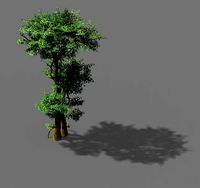 fairy forest-banyan 03
