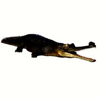 gharial