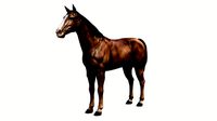 horse