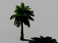 tropical plants-bamboo palm-palm tree 03