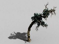 qianhui forest-difu-vine tree 051