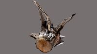 recumbent root