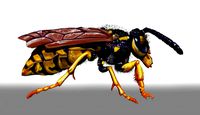 wasp character sculpt and zbrush file