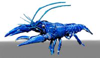 blue crawfish
