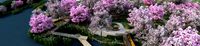 cherry blossom garden