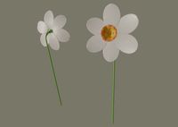 narcissus flower