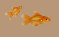goldfish