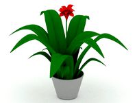 indoor flower