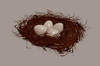 bird nest