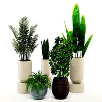 decorative indoor plant