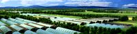 vegetable greenhouse