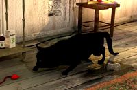 cat