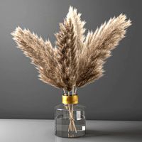 pampas grass