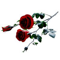 rose branch