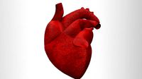 human heart