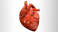 human heart