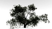 live oak - variation a