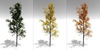 seasonal adult quaking aspen - variation 1