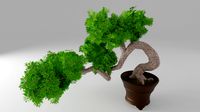 bonsai