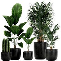 collection of decorative plants in flowerpots 816