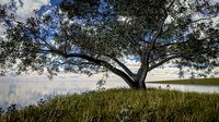 live oak - variation c