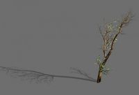 green plants-landscape-small tree 61