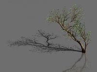 green plants-landscape-small tree 58