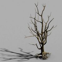roadside-dead tree 08