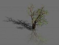 green plants-landscape-small tree 53