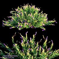 purple coral pea