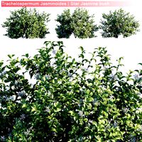 trachelospermum jasminoides star jasmine 3 module